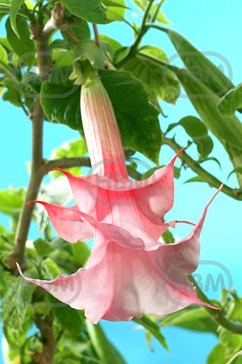 Double Angel's Pink