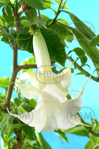 Double Angel's White