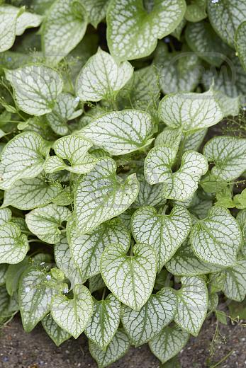 Macrophylla Varieg.