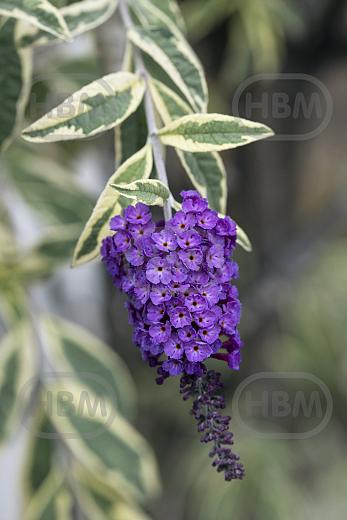 Davidii Harlequin