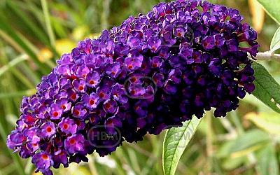 Davidii Black