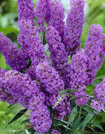 Davidii Blue