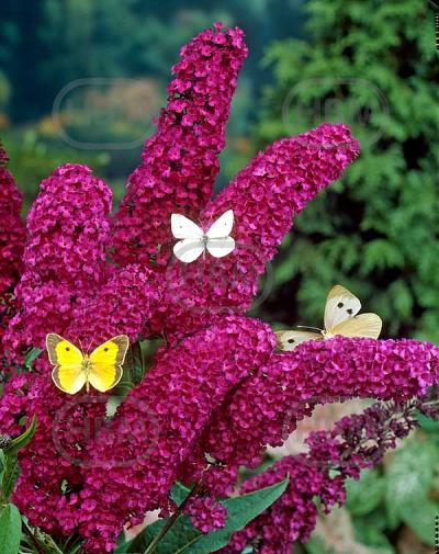Davidii Red