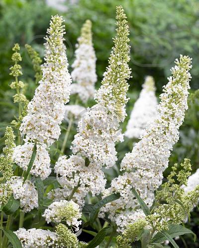 Davidii White