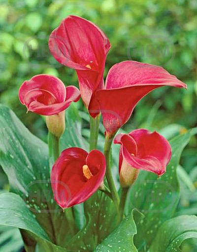 Red Majesty