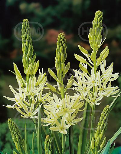 Leichtlinii Alba