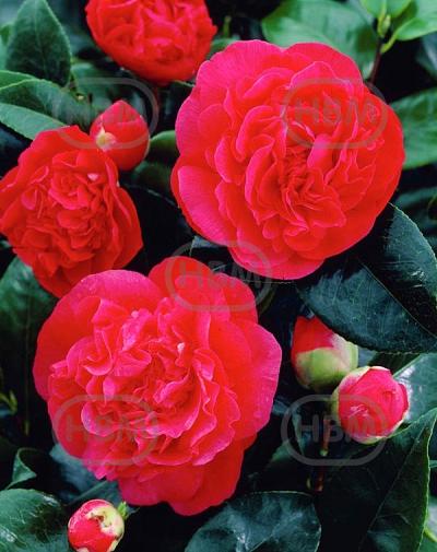 Japonica Red
