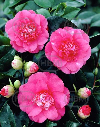 Japonica Pink