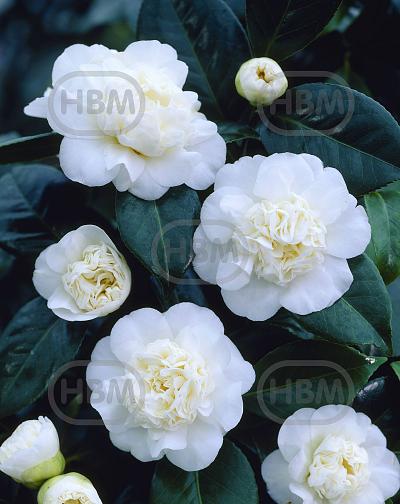 Japonica White