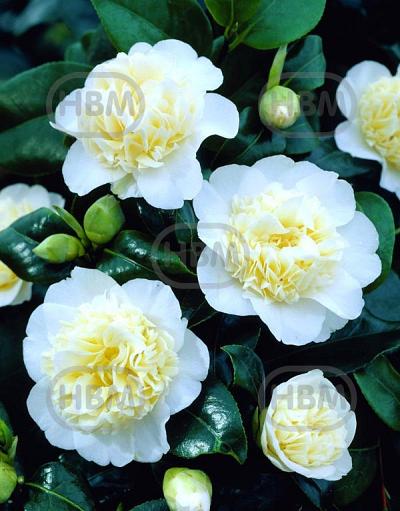 Japonica Yellow
