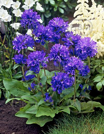 Glomerata Blue