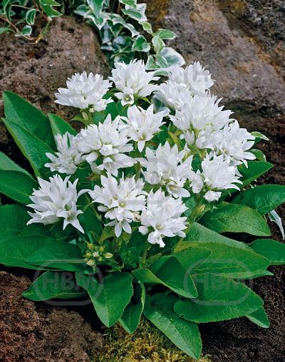Glomerata White