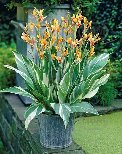 variegated Stuttgart