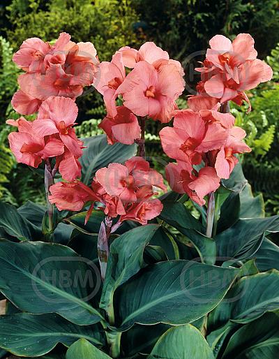 Peach Blush