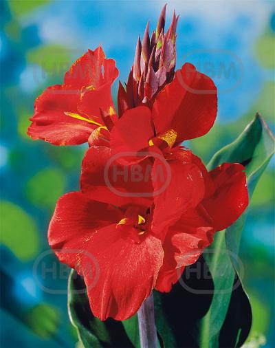 Pfitzer's Cherry Red