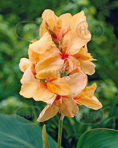 Apricot Dream