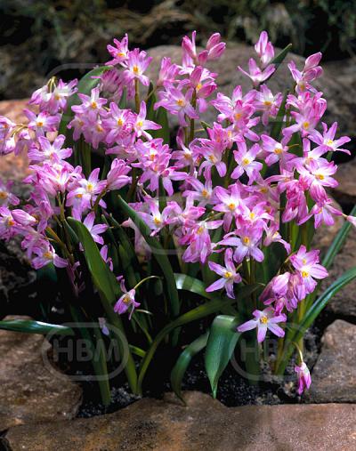 Forbesii Rosea