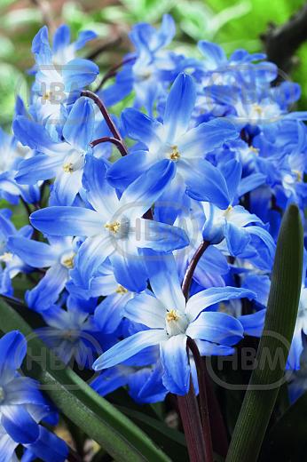Blue Giant