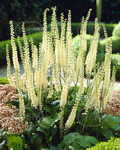 Cordifolia
