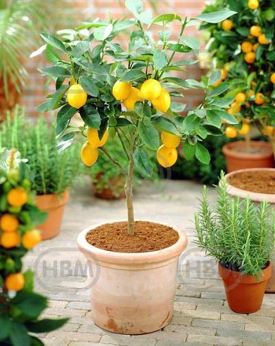 Limon Lemon