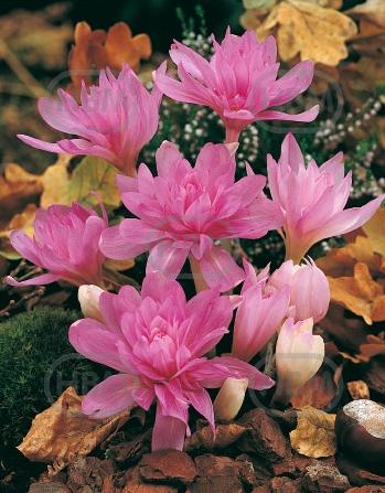 Waterlily