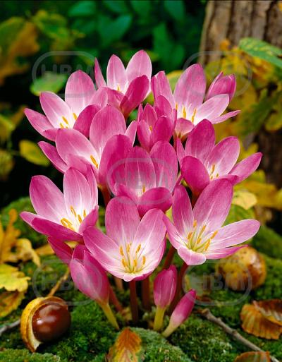 Speciosum