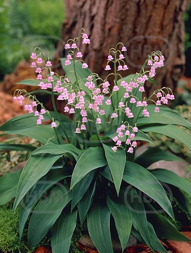 Majalis Rosea