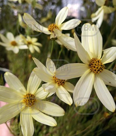 Verticillata Moonbeam