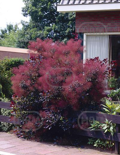Coggygria Royal Purple