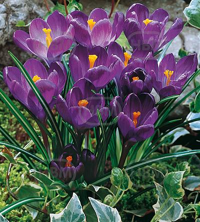 Vernus Flower Record
