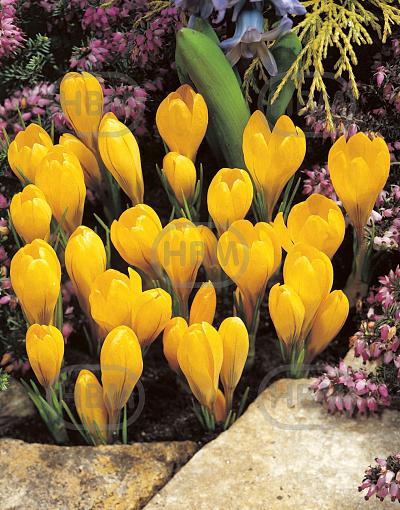 Vernus Yellow