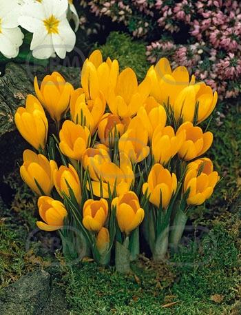 Vernus Golden Yellow