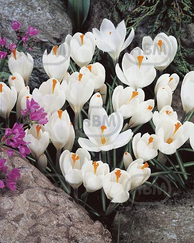 Vernus White