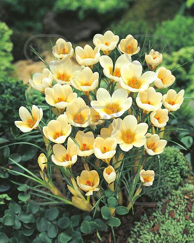 Chrysanthus Cream Beauty