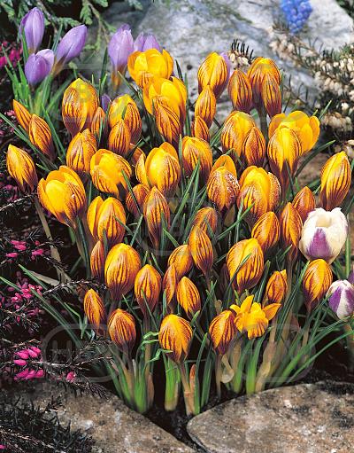 Chrysanthus Fuscotinctus