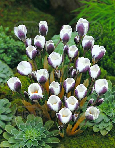 Chrysanthus Prins Claus