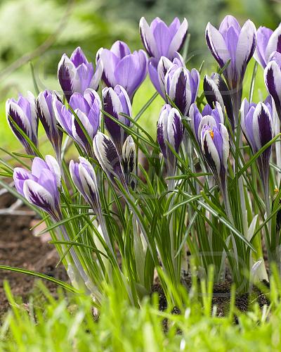 Sieberi Spring Beauty