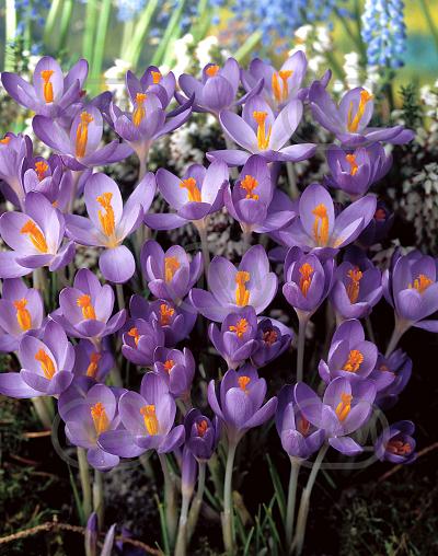 Tommasinianus Barr's Purple