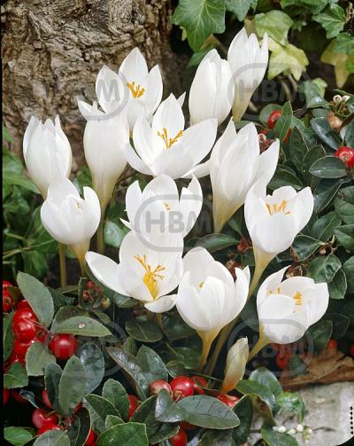 Speciosus Alba