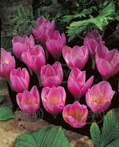 Autumnflowering Zonatus