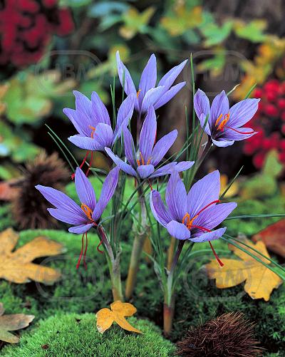 Autumnflowering Sativus Saffron