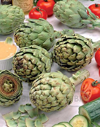 Scolymus