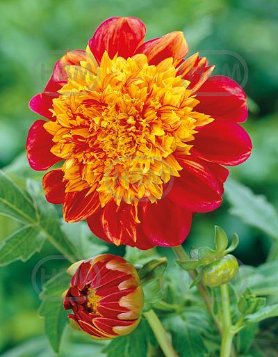 Anemone Jive