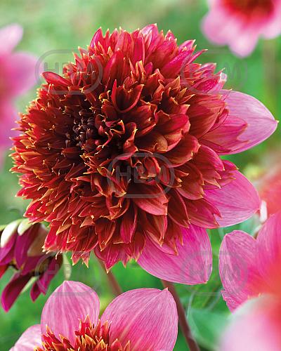 Anemone Mambo