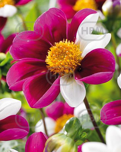 Single flowering Twyning's Smartie
