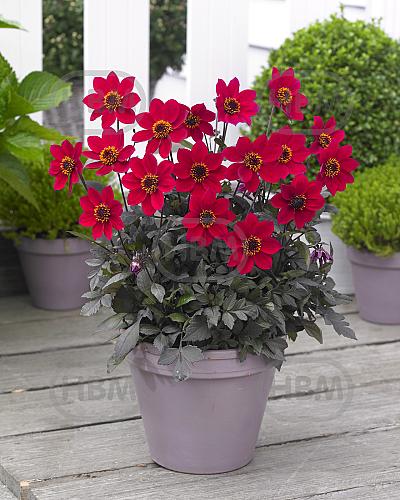 Single flowering Happy Days Cherry Red