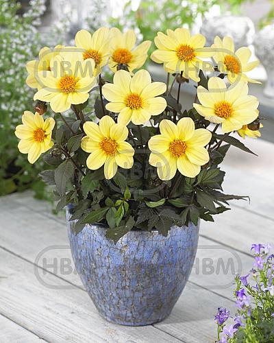 Anemone Happy Days Lemon