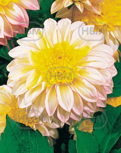 Anemone Polka