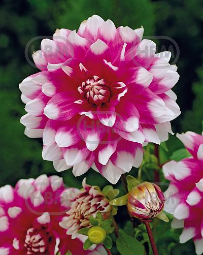 Decoratieve Priceless Pink