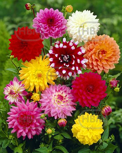 Decoratieve Mix